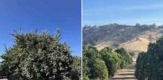 EEUU Los cítricos de California se enfrentan a una mayor competencia de otras regiones productoras