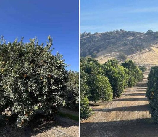 EEUU Los cítricos de California se enfrentan a una mayor competencia de otras regiones productoras