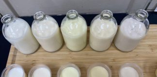 Investigadores de INIA analizan leches con colorantes naturales en innovadora evaluación sensorial