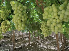 En Ovalle, expertos compartirán soluciones para producir fruta en un escenario cada vez más desafiante