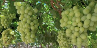 En Ovalle, expertos compartirán soluciones para producir fruta en un escenario cada vez más desafiante