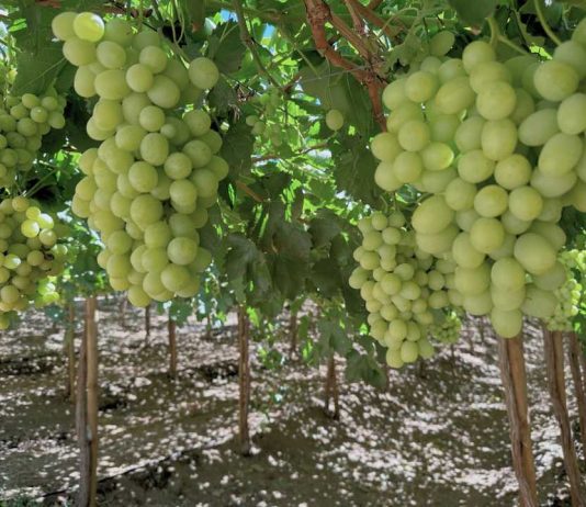 En Ovalle, expertos compartirán soluciones para producir fruta en un escenario cada vez más desafiante