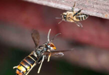 España | La avispa asiática o avispa velutina que pone en riesgo colmenas y biodiversidad España | La avispa asiática o avispa velutina que pone en riesgo colmenas y biodiversidad