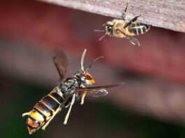 España | La avispa asiática o avispa velutina que pone en riesgo colmenas y biodiversidad España | La avispa asiática o avispa velutina que pone en riesgo colmenas y biodiversidad