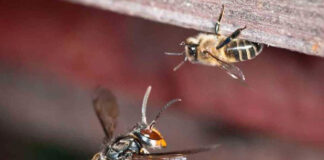 España | La avispa asiática o avispa velutina que pone en riesgo colmenas y biodiversidad España | La avispa asiática o avispa velutina que pone en riesgo colmenas y biodiversidad