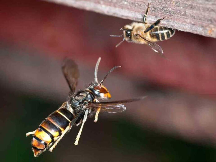 España | La avispa asiática o avispa velutina que pone en riesgo colmenas y biodiversidad España | La avispa asiática o avispa velutina que pone en riesgo colmenas y biodiversidad