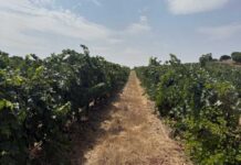 España | Microbioma del suelo, seguro biológico de los viñedos contra el cambio climático España | Microbioma del suelo, seguro biológico de los viñedos contra el cambio climático