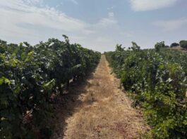 España | Microbioma del suelo, seguro biológico de los viñedos contra el cambio climático España | Microbioma del suelo, seguro biológico de los viñedos contra el cambio climático