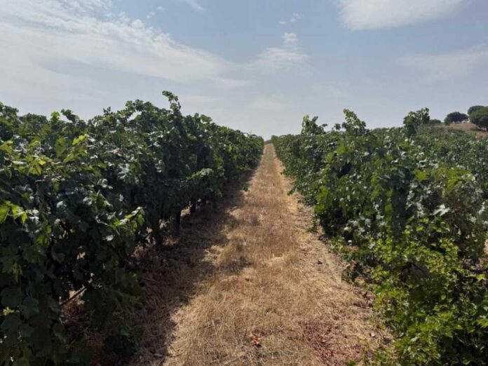 España | Microbioma del suelo, seguro biológico de los viñedos contra el cambio climático