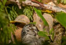 Especialistas monitorean el canto de la ranita de Darwin para evaluar su estado de conservación Especialistas monitorean el canto de la ranita de Darwin para evaluar su estado de conservación