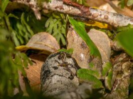 Especialistas monitorean el canto de la ranita de Darwin para evaluar su estado de conservación