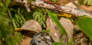 Especialistas monitorean el canto de la ranita de Darwin para evaluar su estado de conservación