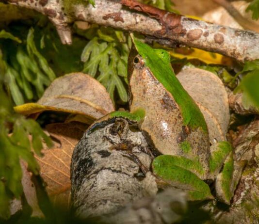 Especialistas monitorean el canto de la ranita de Darwin para evaluar su estado de conservación Especialistas monitorean el canto de la ranita de Darwin para evaluar su estado de conservación