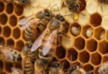 Estudiantes de la USM crean app con IA que detecta la presencia de la abeja reina sin abrir la colmena