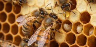 Estudiantes de la USM crean app con IA que detecta la presencia de la abeja reina sin abrir la colmena