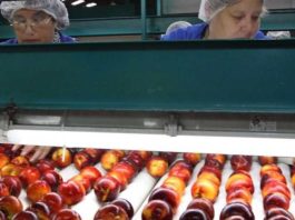 Estudio de Observatorio Laboral analizó la realidad laboral de la mujer en la agroindustria