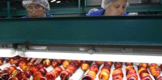 Estudio de Observatorio Laboral analizó la realidad laboral de la mujer en la agroindustria