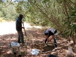 Expertos de Agronomía UdeC impulsan la micromorfología de suelos con una línea de investigación inédita Expertos de Agronomía UdeC impulsan la micromorfología de suelos con una línea de investigación inédita