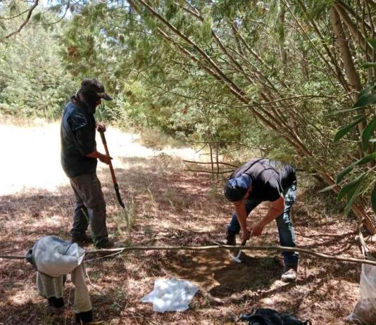 Expertos de Agronomía UdeC impulsan la micromorfología de suelos con una línea de investigación inédita