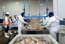 Exportaciones de la Región de Coquimbo crecen un 49,9% entre enero y octubre impulsadas por sectores agropecuario y pesca