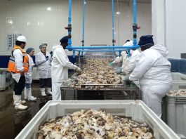 Exportaciones de la Región de Coquimbo crecen un 49,9% entre enero y octubre impulsadas por sectores agropecuario y pesca