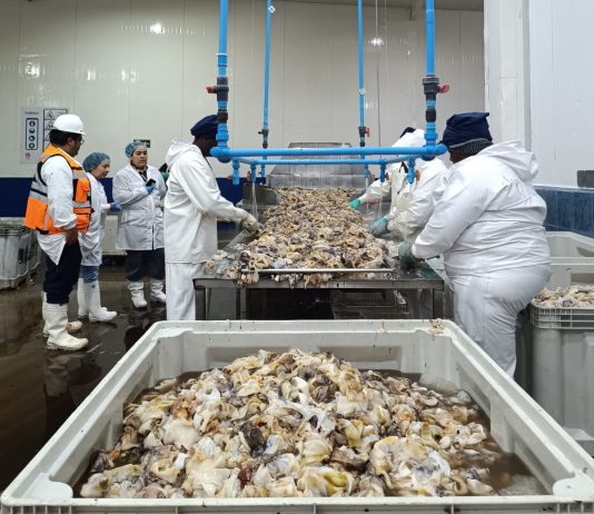 Exportaciones de la Región de Coquimbo crecen un 49,9% entre enero y octubre impulsadas por sectores agropecuario y pesca