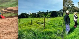 Finca Verdum, lechería especializada que se volvió modelo de innovación con sus siembras