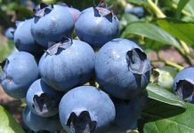 Gerente General de Global Growers: “La competencia (en arándanos) nos obligó a salir de la zona de confort y a ser más competitivos”