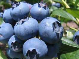 Gerente General de Global Growers: “La competencia (en arándanos) nos obligó a salir de la zona de confort y a ser más competitivos”