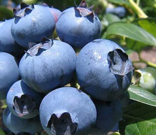 Gerente General de Global Growers: “La competencia (en arándanos) nos obligó a salir de la zona de confort y a ser más competitivos”