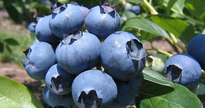 Gerente General de Global Growers: “La competencia (en arándanos) nos obligó a salir de la zona de confort y a ser más competitivos”