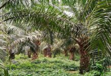 Perú: I Foro Nacional de Palma Aceitera se realizará en Lima I Foro Nacional de Palma Aceitera se realizará en Lima