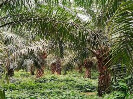 Perú: I Foro Nacional de Palma Aceitera se realizará en Lima I Foro Nacional de Palma Aceitera se realizará en Lima