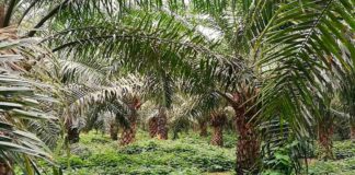 Perú: I Foro Nacional de Palma Aceitera se realizará en Lima I Foro Nacional de Palma Aceitera se realizará en Lima