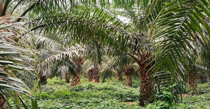 I Foro Nacional de Palma Aceitera se realizará en Lima I Foro Nacional de Palma Aceitera se realizará en Lima