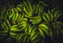 El consumo de plátano en Europa impulsa la transformación sostenible del sector colombiano El consumo de plátano en Europa impulsa la transformación sostenible del sector colombiano