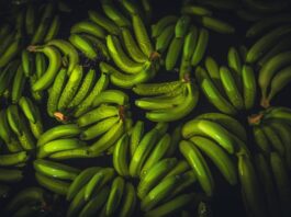 El consumo de plátano en Europa impulsa la transformación sostenible del sector colombiano El consumo de plátano en Europa impulsa la transformación sostenible del sector colombiano