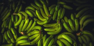 El consumo de plátano en Europa impulsa la transformación sostenible del sector colombiano