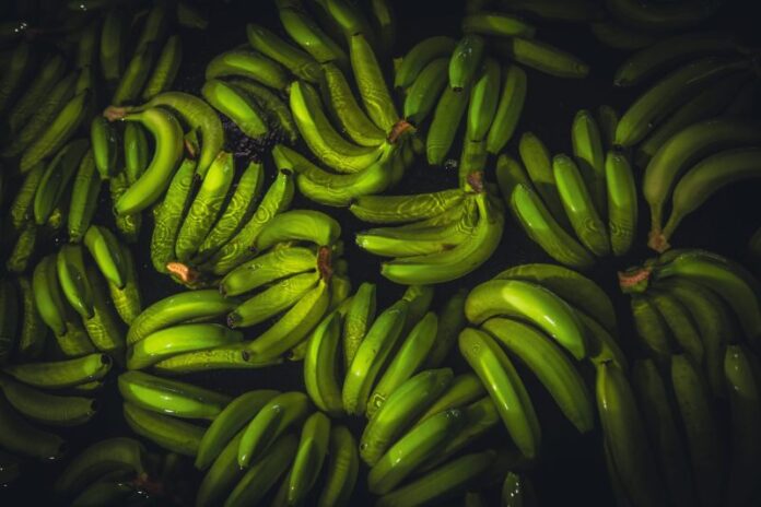 El consumo de plátano en Europa impulsa la transformación sostenible del sector colombiano