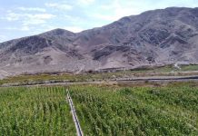 INDAP y SAG convocan a profesionales del agro a acreditarse como operadores en la región de Tarapacá