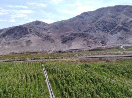 INDAP y SAG convocan a profesionales del agro a acreditarse como operadores en la región de Tarapacá