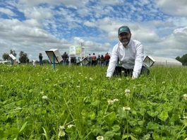INIA da a conocer avances en el uso de praderas mixtas de ballicas con trébol