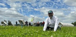 INIA da a conocer avances en el uso de praderas mixtas de ballicas con trébol