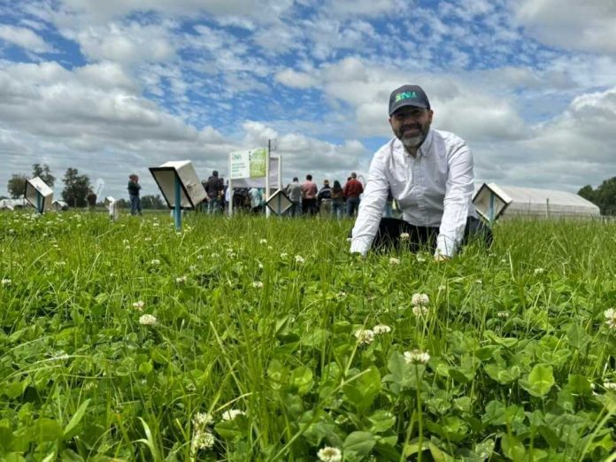 INIA da a conocer avances en el uso de praderas mixtas de ballicas con trébol