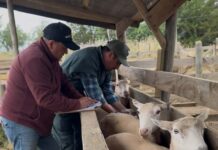 INIA inicia trabajos de investigación para mejorar índices reproductivos de la raza ovina Hidango en O’Higgins INIA inicia trabajos de investigación para mejorar índices reproductivos de la raza ovina Hidango en O’Higgins