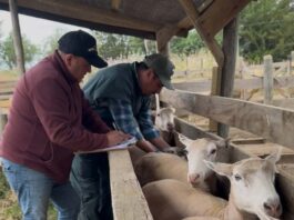 INIA inicia trabajos de investigación para mejorar índices reproductivos de la raza ovina Hidango en O’Higgins INIA inicia trabajos de investigación para mejorar índices reproductivos de la raza ovina Hidango en O’Higgins