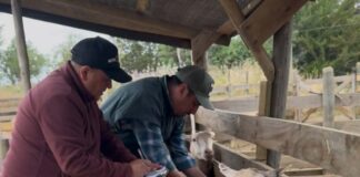 INIA inicia trabajos de investigación para mejorar índices reproductivos de la raza ovina Hidango en O’Higgins INIA inicia trabajos de investigación para mejorar índices reproductivos de la raza ovina Hidango en O’Higgins