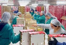 Inauguran moderno Packing de Cerezas en San Nicolás que fortalecerá la vocación agroexportadora de Ñuble