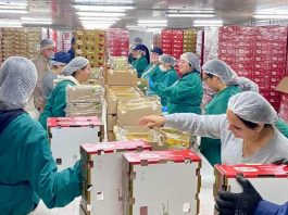 Inauguran moderno Packing de Cerezas en San Nicolás que fortalecerá la vocación agroexportadora de Ñuble