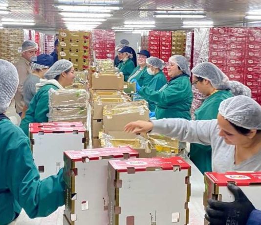 Inauguran moderno Packing de Cerezas en San Nicolás que fortalecerá la vocación agroexportadora de Ñuble Inauguran moderno Packing de Cerezas en San Nicolás que fortalecerá la vocación agroexportadora de Ñuble